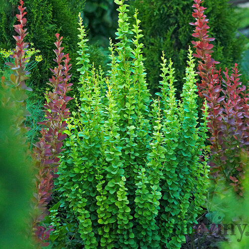 Dráč Thunbergov Erecta, výška 20/40 cm, v črepníku 2l Berberis thunbergii Erecta