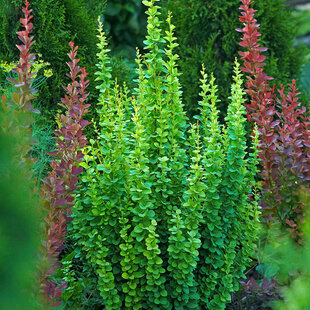 Dráč Thunbergov Erecta, výška 20/40 cm, v črepníku 2l Berberis thunbergii Erecta