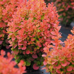 Dráč Thunbergov ‘Florence‘ PBR 20/30 cm v črepníku 2l Berberis thunbergii ‘Florence‘ PBR