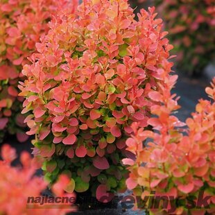 Dráč Thunbergov ‘Florence‘ PBR 20/30 cm v črepníku 2l Berberis thunbergii ‘Florence‘ PBR
