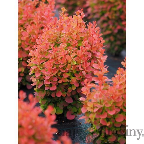 Dráč Thunbergov ‘Florence‘ PBR 20/30 cm v črepníku 2l Berberis thunbergii ‘Florence‘ PBR