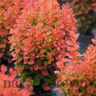 Dráč Thunbergov ‘Florence‘ PBR 20/30 cm v črepníku 2l Berberis thunbergii ‘Florence‘ PBR