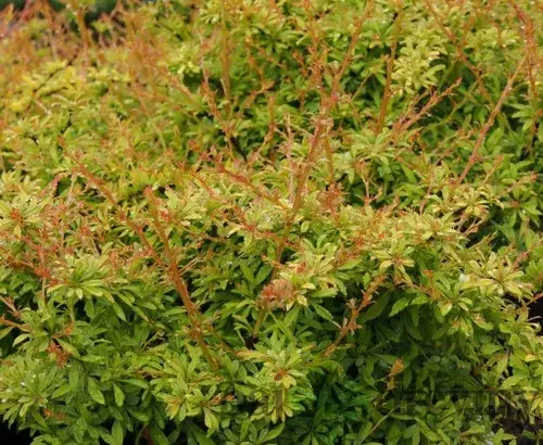 Dráč Thunbergov Golden Dream, výška 20/40 cm, v črepníku 2l Berberis thunbergii Golden Dream