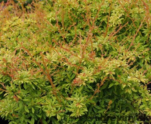 Dráč Thunbergov Golden Dream, výška 20/40 cm, v črepníku 2l Berberis thunbergii Golden Dream