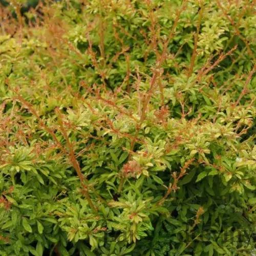 Dráč Thunbergov Golden Dream, výška 20/40 cm, v črepníku 2l Berberis thunbergii Golden Dream