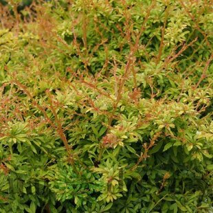 Dráč Thunbergov Golden Dream, výška 20/40 cm, v črepníku 2l Berberis thunbergii Golden Dream