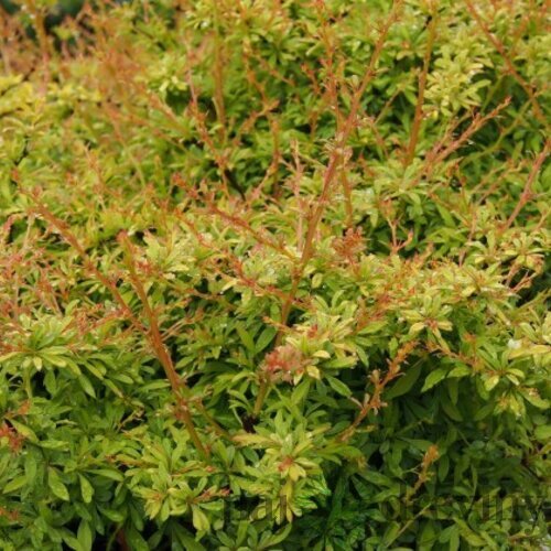 Dráč Thunbergov Golden Dream, výška 20/40 cm, v črepníku 2l Berberis thunbergii Golden Dream