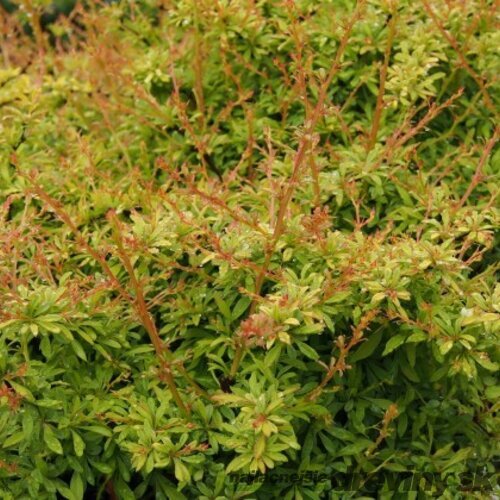 Dráč Thunbergov Golden Dream, výška 20/40 cm, v črepníku 2l Berberis thunbergii Golden Dream
