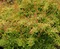Dráč Thunbergov Golden Dream, výška 20/40 cm, v črepníku 2l Berberis thunbergii Golden Dream