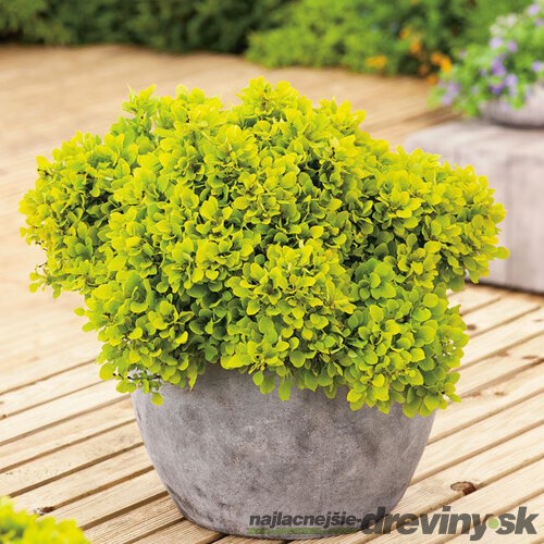 Dráč Thunbergov Golden Zwerg, výška 20/40 cm, v črepníku 2l Berberis thunbergii Golden Zwerg