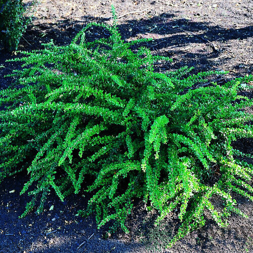 Dráč Thunbergov Green Carpet, výška 20/40 cm, v črepníku 2l Berberis thunbergii Green Carpet