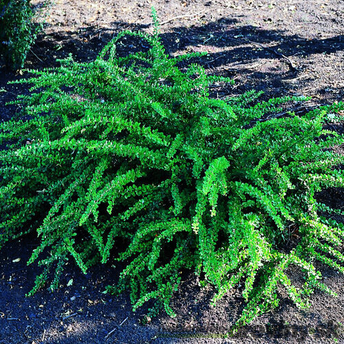 Dráč Thunbergov Green Carpet, výška 20/40 cm, v črepníku 2l Berberis thunbergii Green Carpet