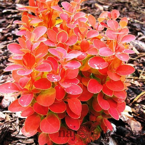 Dráč Thunbergov “Karlik”, 20/30 cm v črepníku 2l Berberis thunbergii Karlik