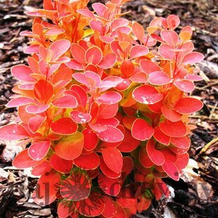 Dráč Thunbergov “Karlik”, 20/30 cm v črepníku 2l Berberis thunbergii Karlik