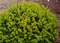 Dráč Thunbergov Kobold, 15/+cm, v črepníku Berberis thunbergii Kobold