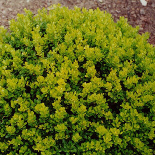 Dráč Thunbergov Kobold, 15/+cm, v črepníku Berberis thunbergii Kobold