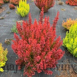 Dráč Thunbergov Lava 20/30 cm v črepníku 2l Berberis thunbergii ‘Lava‘ PBR