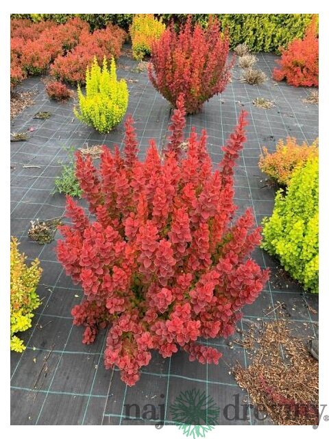 Dráč Thunbergov Lava 20/30 cm v črepníku 2l Berberis thunbergii ‘Lava‘ PBR