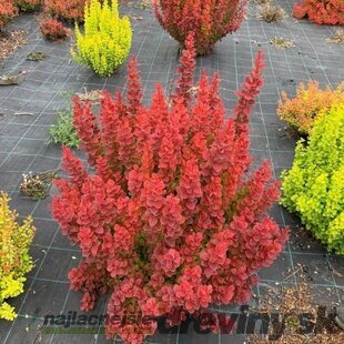 Dráč Thunbergov Lava 20/30 cm v črepníku 2l Berberis thunbergii ‘Lava‘ PBR