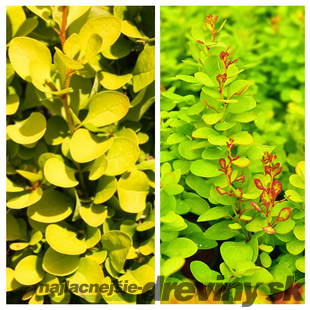 Dráč Thunbergov Neon Gold 20/30 cm v črepníku 2l Berberis thunbergii ‘Neon Gold‘ PBR