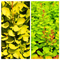 Dráč Thunbergov Neon Gold 20/30 cm v črepníku 2l Berberis thunbergii ‘Neon Gold‘ PBR