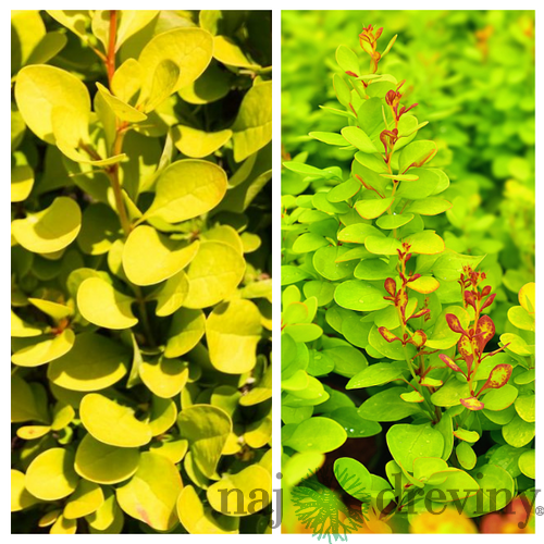 Dráč Thunbergov Neon Gold 20/30 cm v črepníku 2l Berberis thunbergii ‘Neon Gold‘ PBR