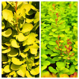 Dráč Thunbergov Neon Gold 20/30 cm v črepníku 2l Berberis thunbergii ‘Neon Gold‘ PBR