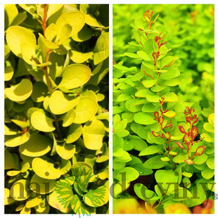 Dráč Thunbergov Neon Gold 20/30 cm v črepníku 2l Berberis thunbergii ‘Neon Gold‘ PBR