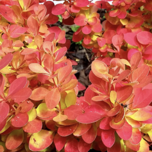 Dráč Thunbergov Neon, výška 20/30 cm, v črepníku 2l Berberis Thunbergii Neon