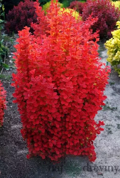 Dráč Thunbergov Orange Tower, v črepníku 2l Berberis thunbergii Orange Tower