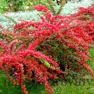 Dráč Thunbergov Red Carpet, výška 20/40 cm, v črepníku 2l Berberis thunbergii Red Carpet
