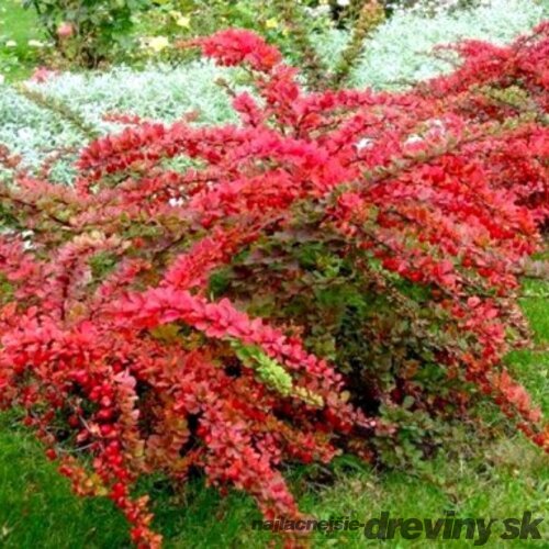 Dráč Thunbergov Red Carpet, výška 20/40 cm, v črepníku 2l Berberis thunbergii Red Carpet