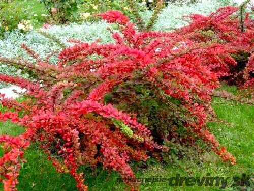 Dráč Thunbergov Red Carpet, výška 20/40 cm, v črepníku 2l Berberis thunbergii Red Carpet