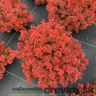 Dráč Thunbergov Red Hot Chilli 20/30 cm v črepníku 2l Berberis thunbergii ‘Red Hot Chilli‘ PBR