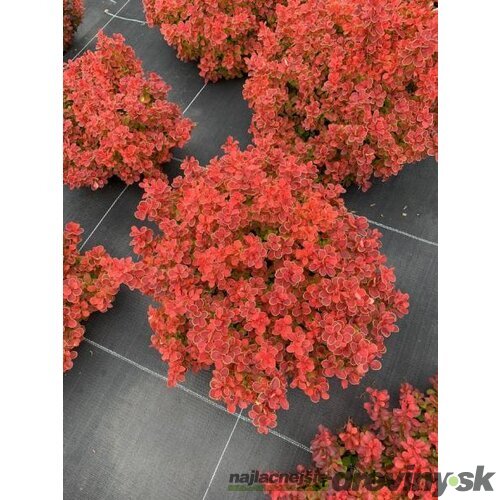 Dráč Thunbergov Red Hot Chilli 20/30 cm v črepníku 2l Berberis thunbergii ‘Red Hot Chilli‘ PBR