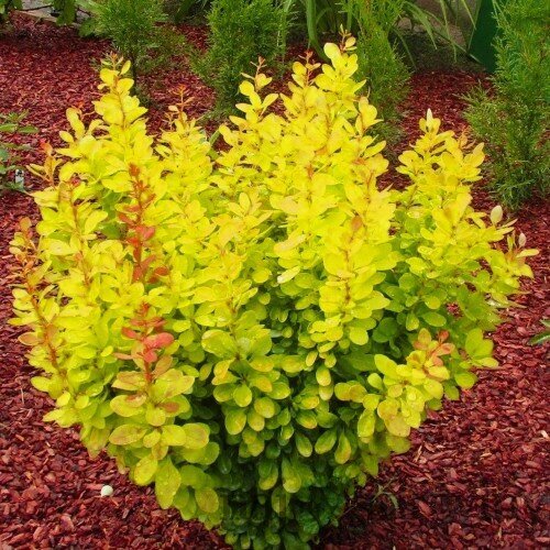 Dráč Thunbergov Sunbeam, výška 20/40 cm, v črepníku 2l Berberis thunbergii Sunbeam
