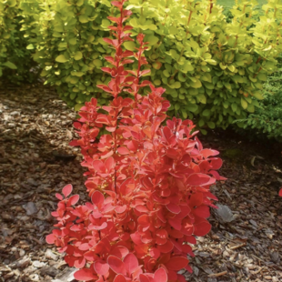 Dráč Thunbergov Vulcano PBR, 20/40 cm, v črepníku 2l Berberis Thunbergii Vulcano PBR