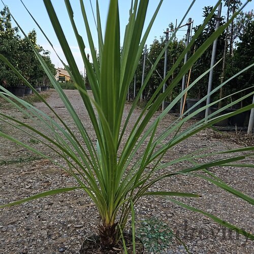 Dracéna Indivisa Green 100/125 cm v črepníku 3l Dracaena Indivisa Green