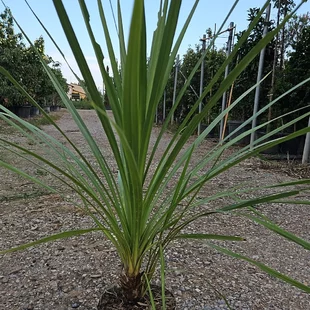 Dracéna Indivisa Green 100/125 cm v črepníku 3l Dracaena Indivisa Green