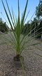 Dracéna Indivisa Green 100/125 cm v črepníku 3l Dracaena Indivisa Green