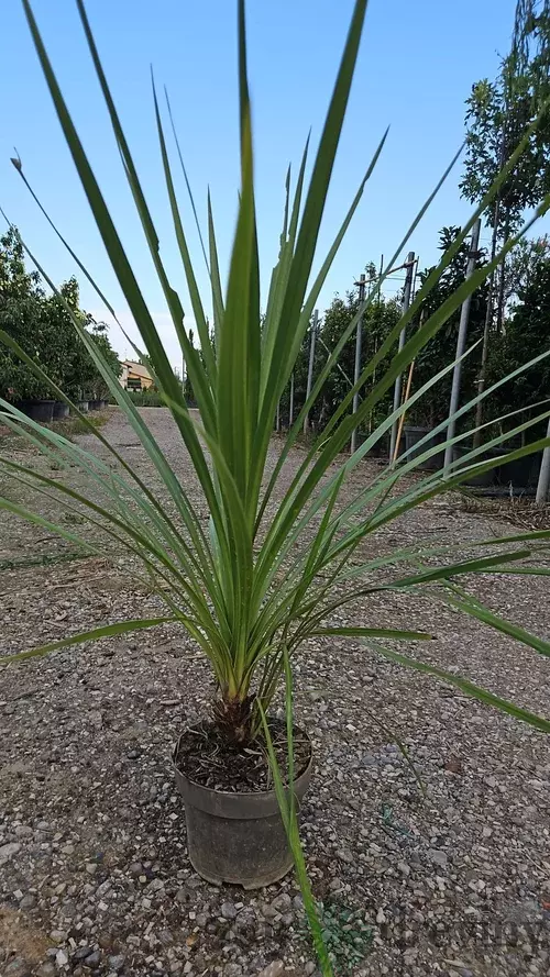 Dracéna Indivisa Green 100/125 cm v črepníku 3l Dracaena Indivisa Green