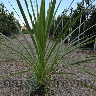 Dracéna Indivisa Green 80/100 cm v črepníku 3l Dracaena Indivisa Green