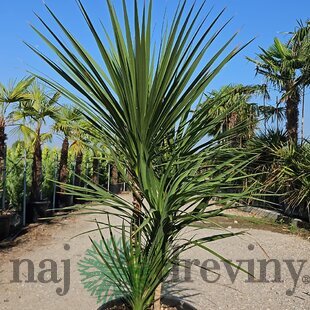 Dracéna Indivisa Green multikmeň 180/200 cm v črepníku 70l Dracaena Indivisa Green