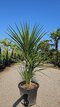 Dracéna Indivisa Green multikmeň 180/200 cm v črepníku 70l Dracaena Indivisa Green