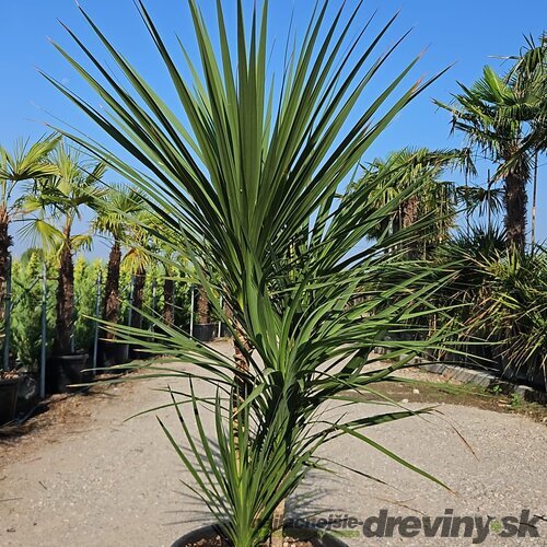 Dracéna Indivisa Green multikmeň 180/200 cm v črepníku 70l Dracaena Indivisa Green