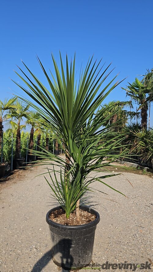 Dracéna Indivisa Green multikmeň 180/200 cm v črepníku 70l Dracaena Indivisa Green
