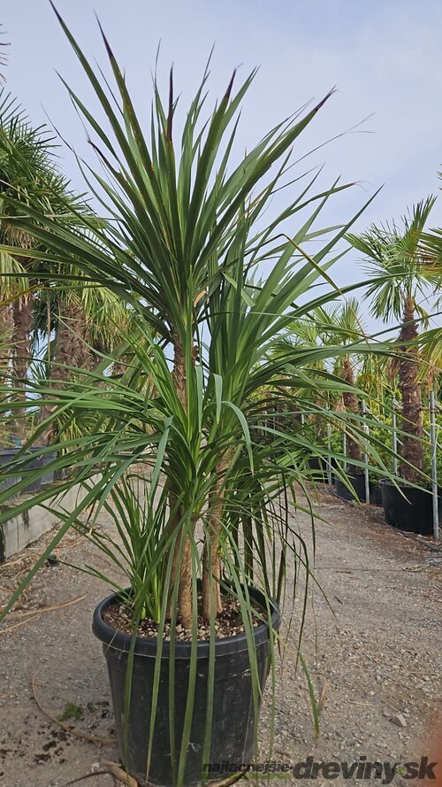 Dracéna Indivisa Green multikmeň 200/250 cm v črepníku 90l Dracaena Indivisa Green