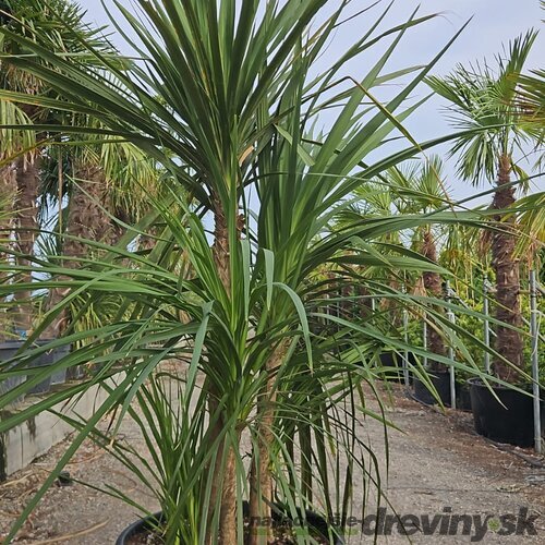 Dracéna Indivisa Green multikmeň 200/250 cm v črepníku 90l Dracaena Indivisa Green