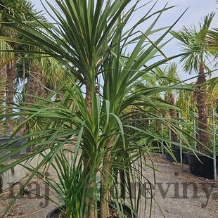Dracéna Indivisa Green multikmeň 200/250 cm v črepníku 90l Dracaena Indivisa Green