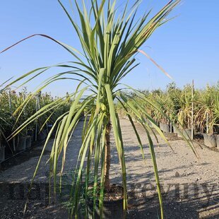 Dracéna Indivisa Green na kmienku 125/150 cm v črepníku 20/25l Dracaena Indivisa Green